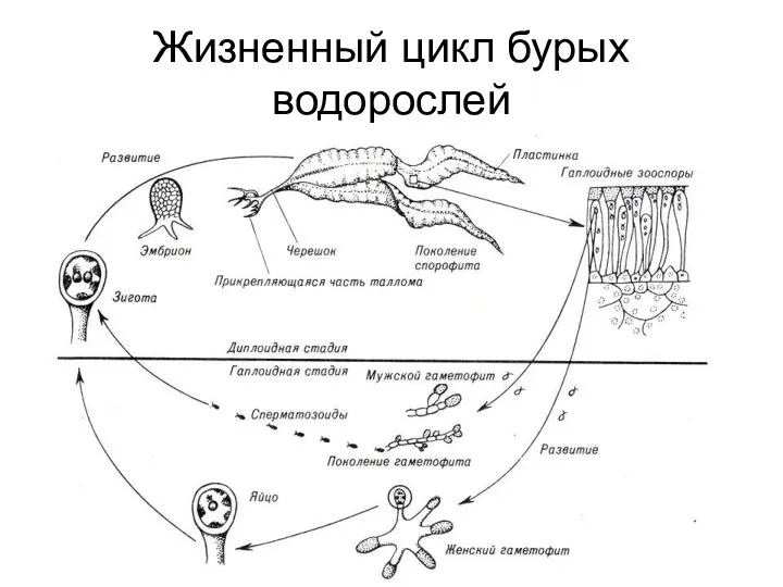 Жизненный цикл бурых водорослей