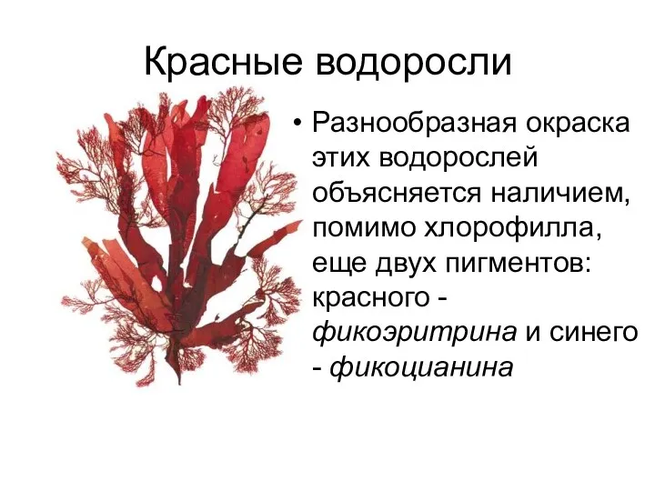 Красные водоросли Разнообразная окраска этих водорослей объясняется на­личием, помимо хлорофилла, еще двух пигментов: