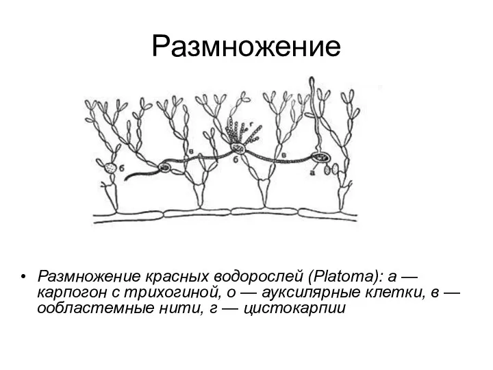 Размножение Размножение красных водорослей (Platoma): а — карпогон с трихогиной, о — ауксилярные