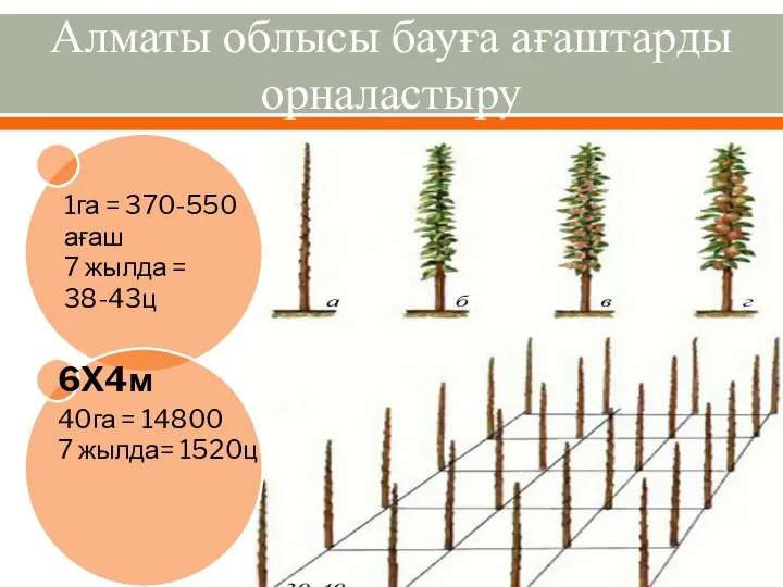 Алматы облысы бауға ағаштарды орналастыру