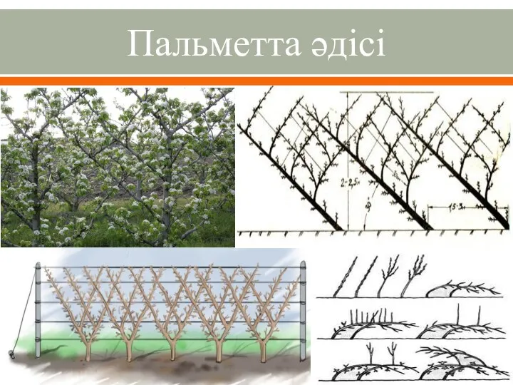 Пальметта әдісі