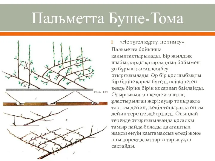 Пальметта Буше-Тома «Не түгел құрту, не тимеу» Пальметта бойынша қалыптастырылады.