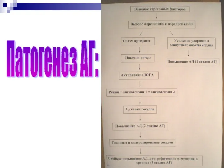 Патогенез АГ: