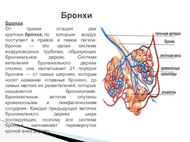 Бронхи Бронхи От трахеи отходят два крупных бронха, по которым