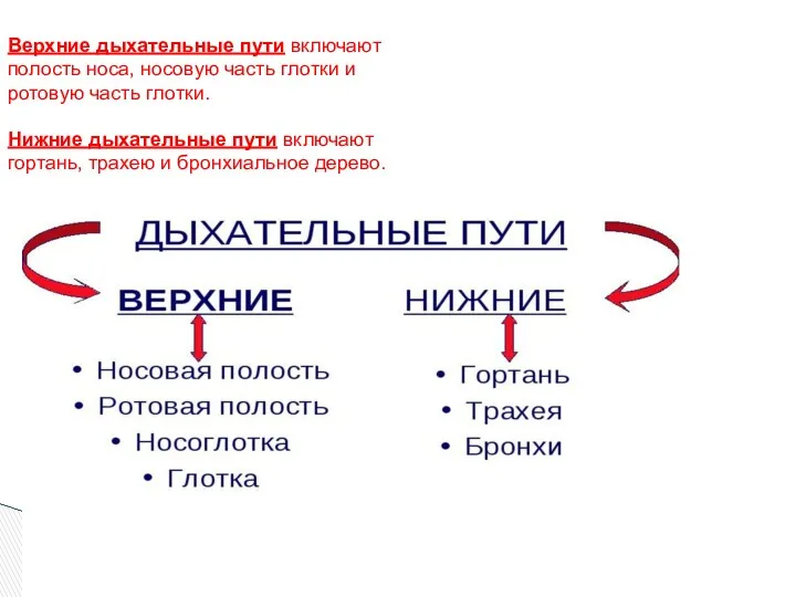 Верхние дыхательные пути включают полость носа, носовую часть глотки и