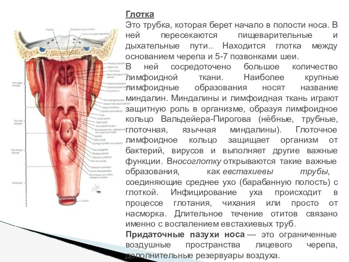 Глотка Это трубка, которая берет начало в полости носа. В