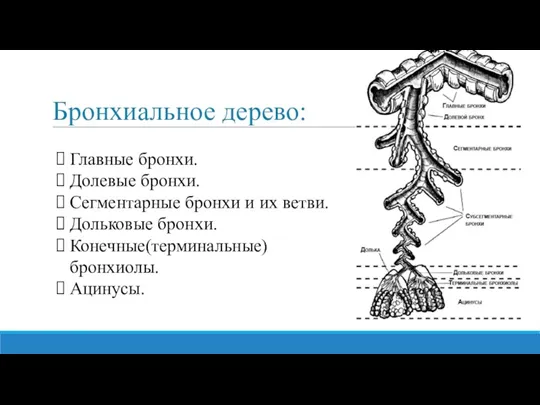 Бронхиальное дерево: Главные бронхи. Долевые бронхи. Сегментарные бронхи и их ветви. Дольковые бронхи. Конечные(терминальные) бронхиолы. Ацинусы.