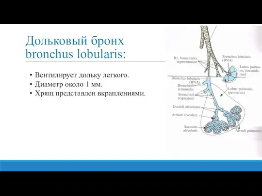 Дольковый бронх bronchus lobularis: Вентилирует дольку легкого. Диаметр около 1 мм. Хрящ представлен вкраплениями.