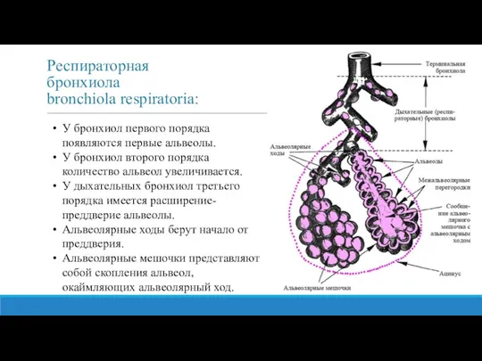 Респираторная бронхиола bronchiola respiratoria: У бронхиол первого порядка появляются первые