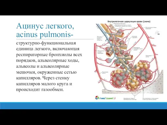 Ацинус легкого, acinus pulmonis- структурно-функциональная единица легкого, включающая респираторные бронхиолы