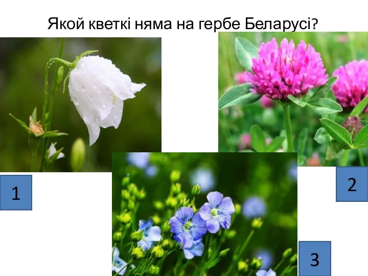 Якой кветкі няма на гербе Беларусі? 1 3 2