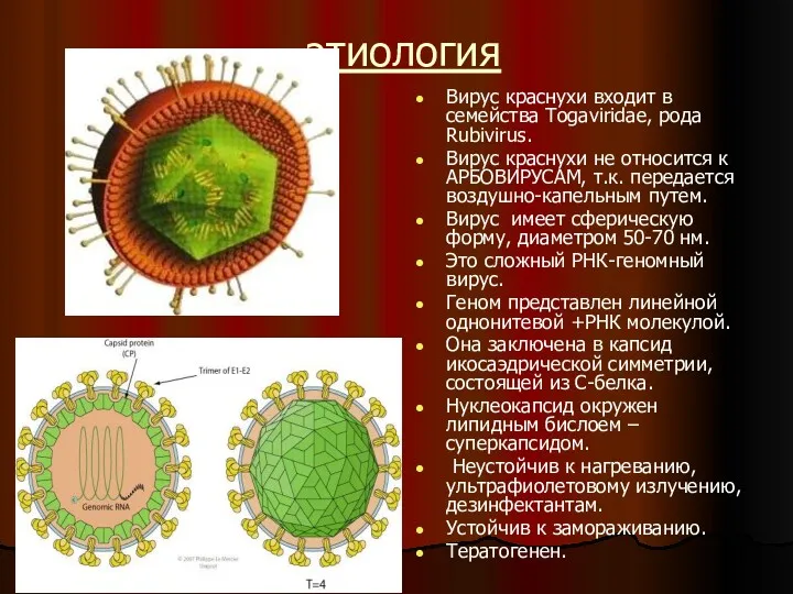 этиология Вирус краснухи входит в семейства Togaviridae, рода Rubivirus. Вирус