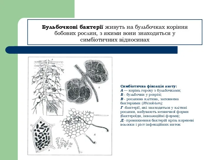 Бульбочкові бактерії живуть на бульбочках коріння бобових рослин, з якими