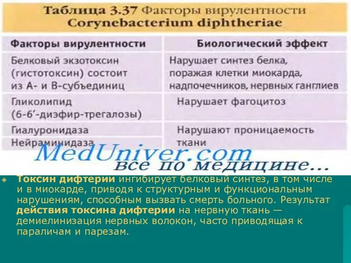 Токсин дифтерии ингибирует белковый синтез, в том числе и в