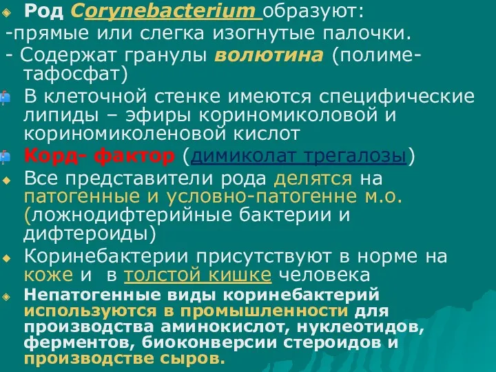 Род Сorynebacterium образуют: -прямые или слегка изогнутые палочки. - Содержат