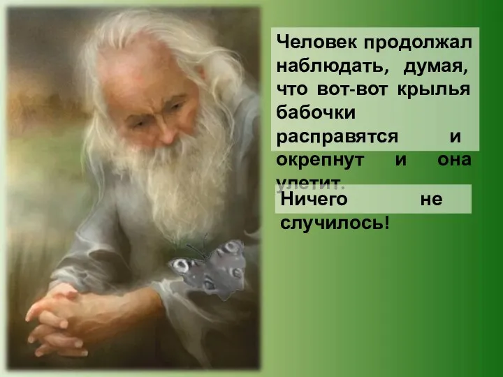 Человек продолжал наблюдать, думая, что вот-вот крылья бабочки расправятся и окрепнут и она