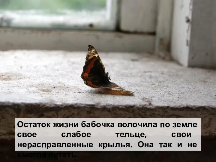 Остаток жизни бабочка волочила по земле свое слабое тельце, свои