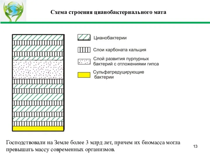 Схема строения цианобактериального мата Господствовали на Земле более 3 млрд