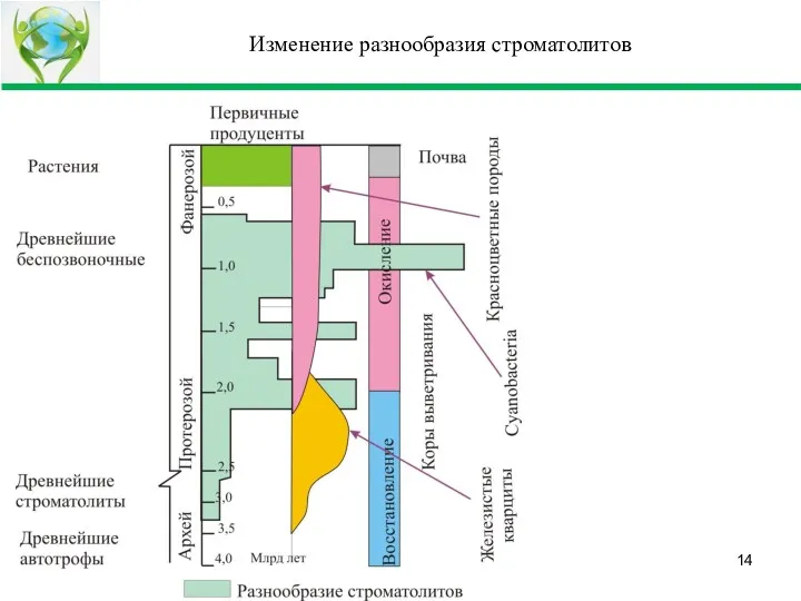 Изменение разнообразия строматолитов