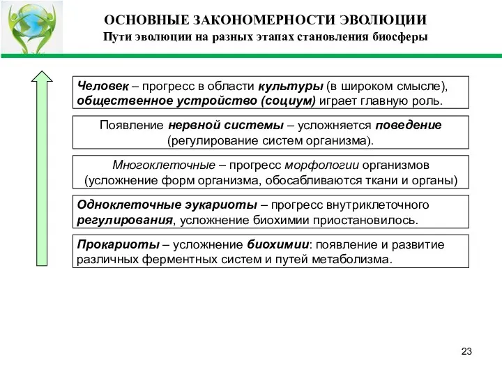 ОСНОВНЫЕ ЗАКОНОМЕРНОСТИ ЭВОЛЮЦИИ Пути эволюции на разных этапах становления биосферы