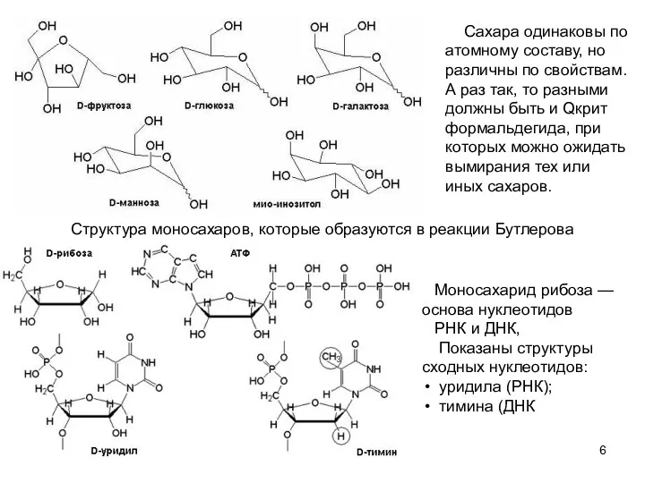 Структура моносахаров, которые образуются в реакции Бутлерова Моносахарид рибоза — основа нуклеотидов РНК
