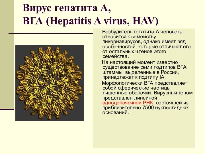 Вирус гепатита А, ВГА (Hepatitis A virus, HAV) Возбудитель гепатита