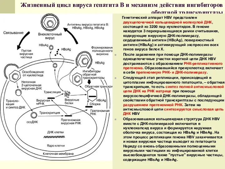 Жизненный цикл вируса гепатита В и механизм действия ингибиторов обратной