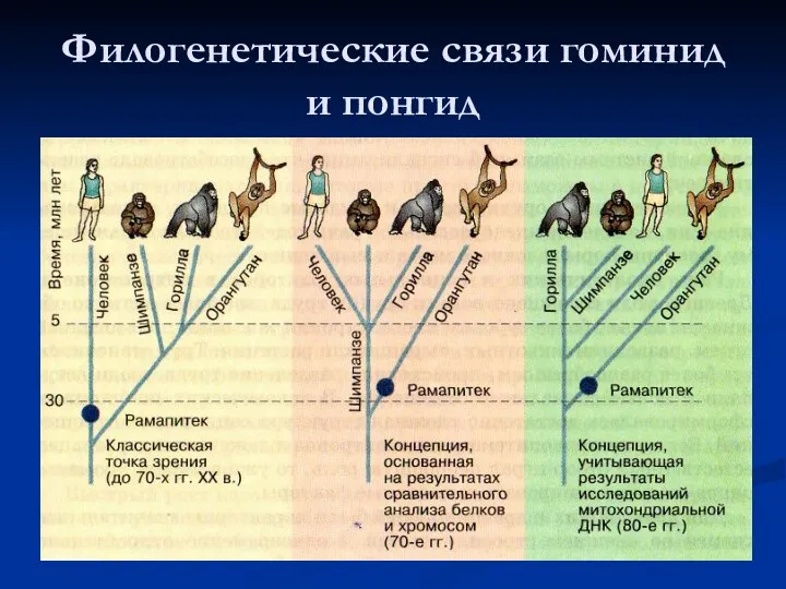 Филогенетические связи гоминид и понгид