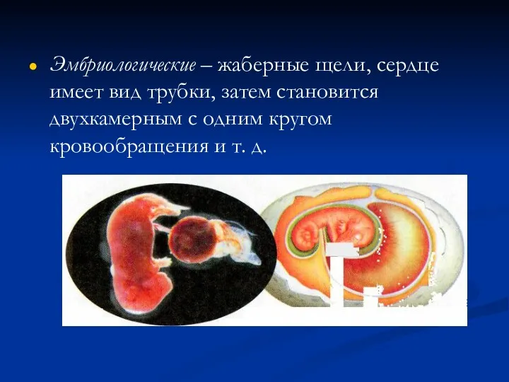 Эмбриологические – жаберные щели, сердце имеет вид трубки, затем становится