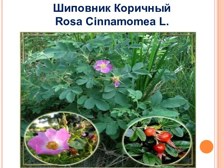 Шиповник Коричный Rosa Cinnamomea L.