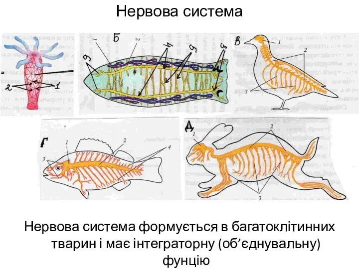 Нервова система Нервова система формується в багатоклітинних тварин і має інтеграторну (об’єднувальну) фунцію