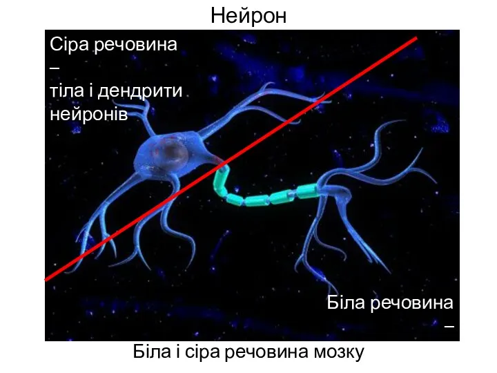 Нейрон Біла і сіра речовина мозку Сіра речовина – тіла