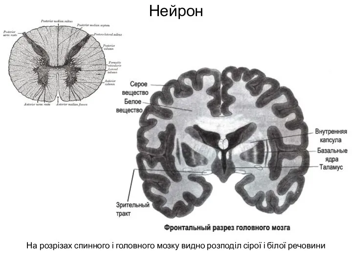 Нейрон На розрізах спинного і головного мозку видно розподіл сірої і білої речовини