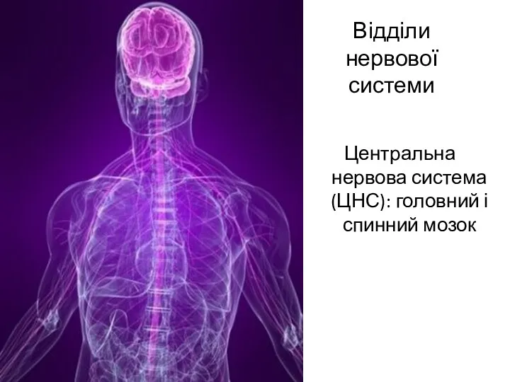 Відділи нервової системи Центральна нервова система (ЦНС): головний і спинний мозок