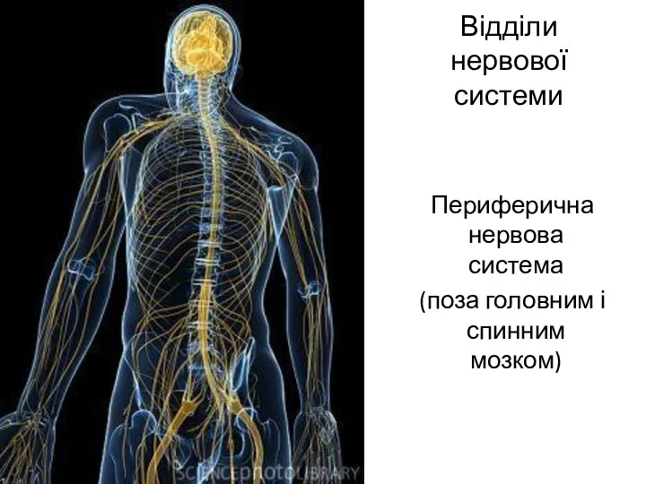 Відділи нервової системи Периферична нервова система (поза головним і спинним мозком)