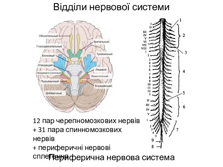 Відділи нервової системи Периферична нервова система 12 пар черепномозкових нервів