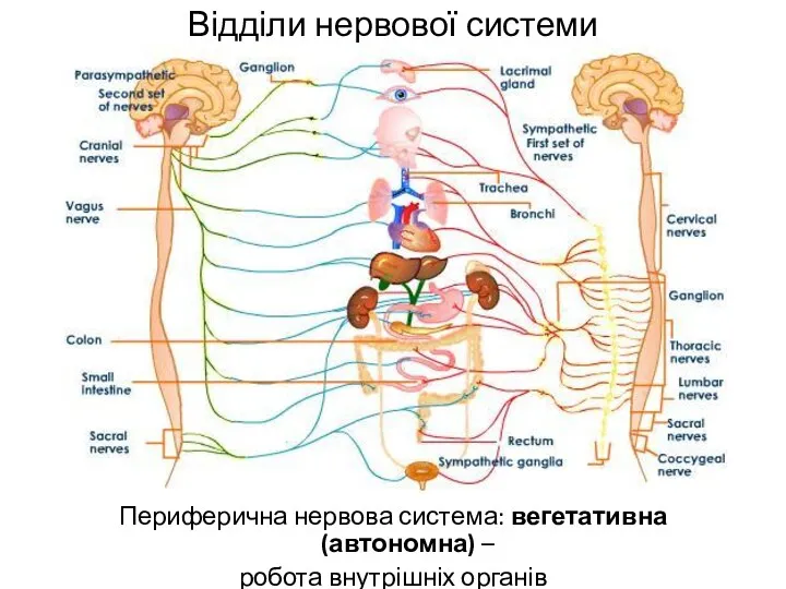 Відділи нервової системи Периферична нервова система: вегетативна (автономна) – робота внутрішніх органів