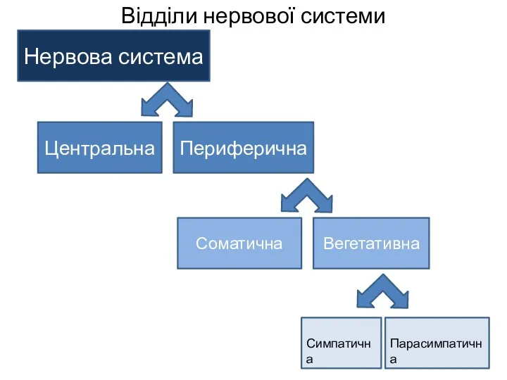 Відділи нервової системи Нервова система Периферична Соматична Вегетативна Центральна Симпатична Парасимпатична