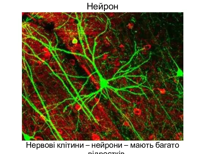 Нейрон Нервові клітини – нейрони – мають багато відростків