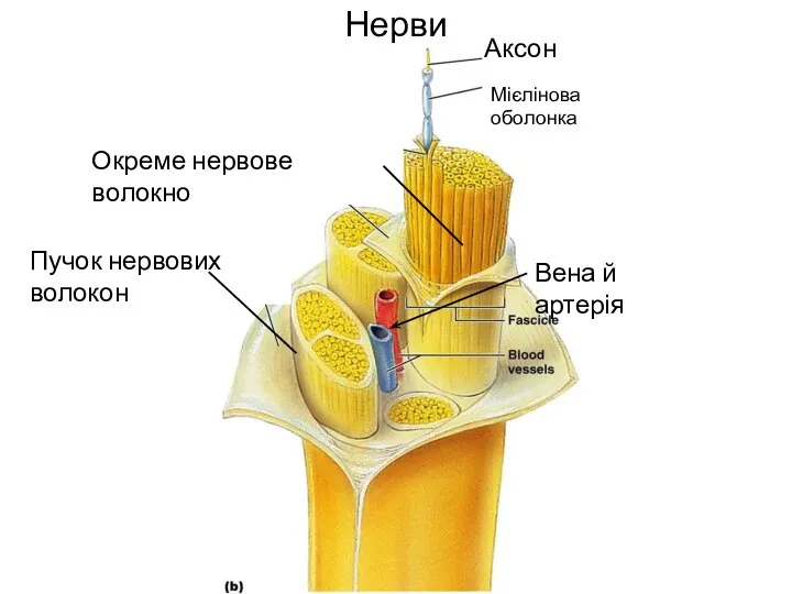 Нерви Аксон Мієлінова оболонка Окреме нервове волокно Пучок нервових волокон Вена й артерія