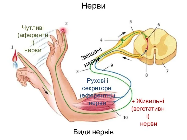 Нерви Види нервів Чутливі (аферентні) нерви Рухові і секреторні (еферентні