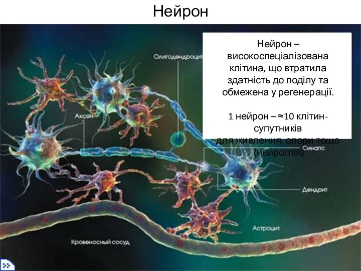 Нейрон ю Нейрон – високоспеціалізована клітина, що втратила здатність до