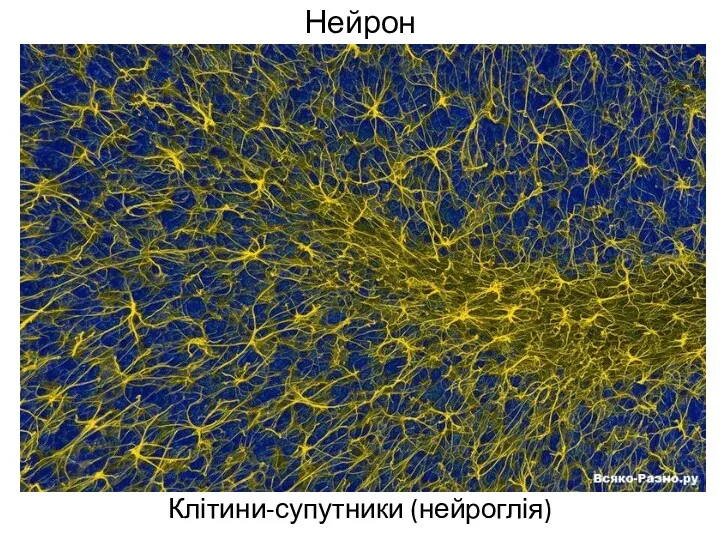 Нейрон Клітини-супутники (нейроглія)