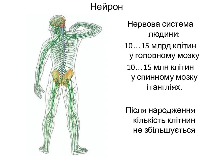 Нейрон Нервова система людини: 10…15 млрд клітин у головному мозку