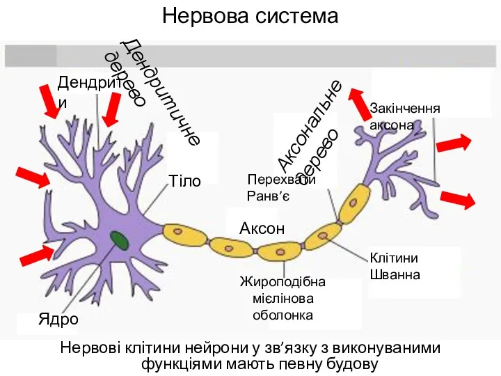 Нервова система Нервові клітини нейрони у зв’язку з виконуваними функціями