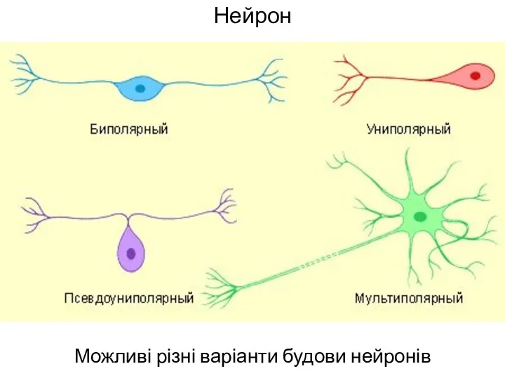 Нейрон Можливі різні варіанти будови нейронів