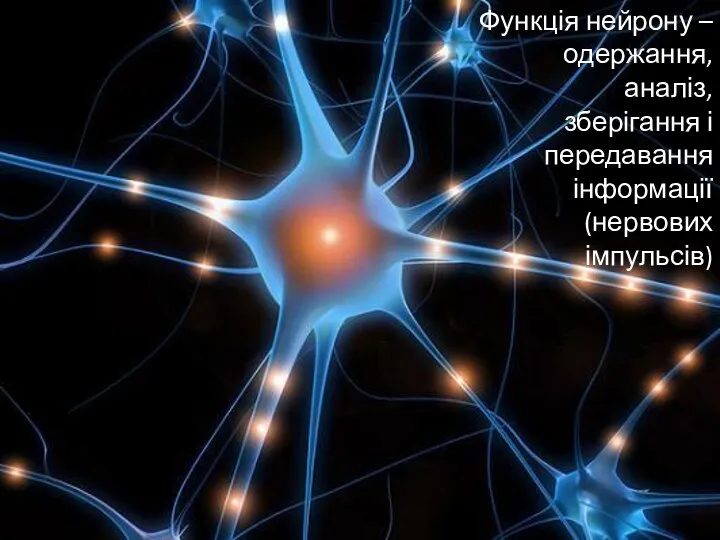 Нейрон Функція нейрону – одержання, аналіз, зберігання і передавання інформації (нервових імпульсів)