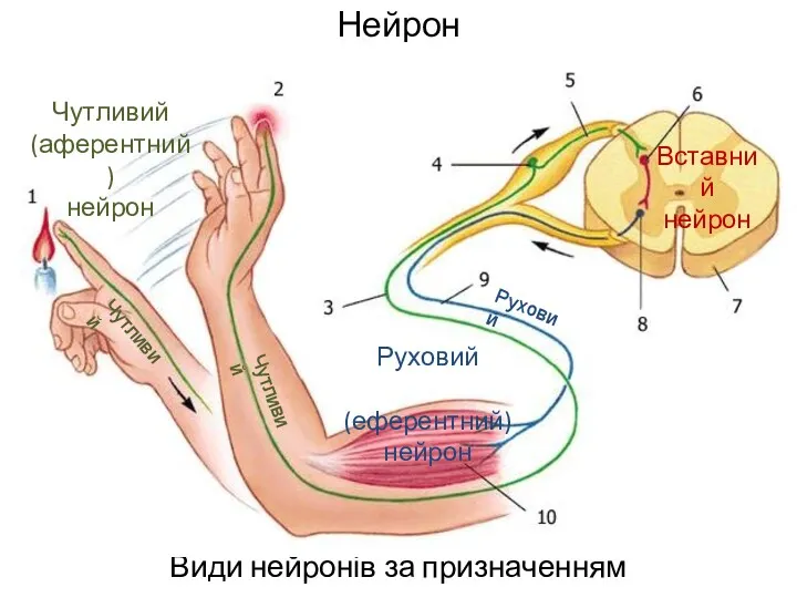 Нейрон Види нейронів за призначенням Чутливий (аферентний) нейрон Чутливий Чутливий Руховий (еферентний) нейрон Руховий Вставний нейрон