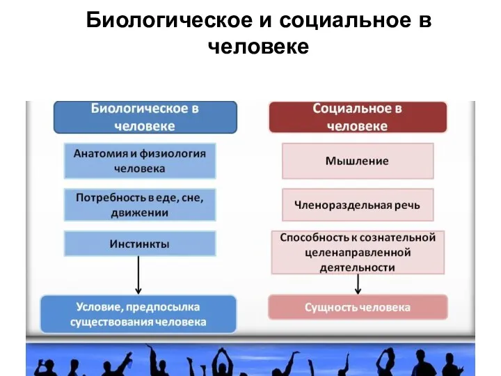 Биологическое и социальное в человеке