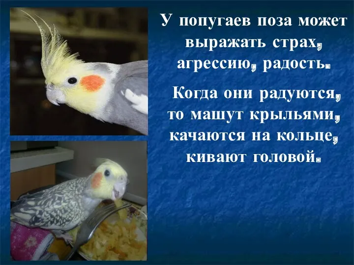 У попугаев поза может выражать страх, агрессию, радость. Когда они